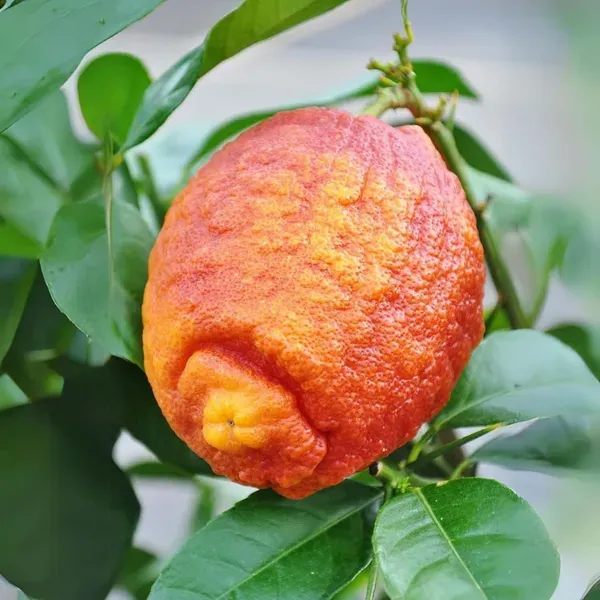 Nimbu_Red_Lemon_Nimbu_Fruit_Grafted_Plants_Tree1_-_2_Feet
