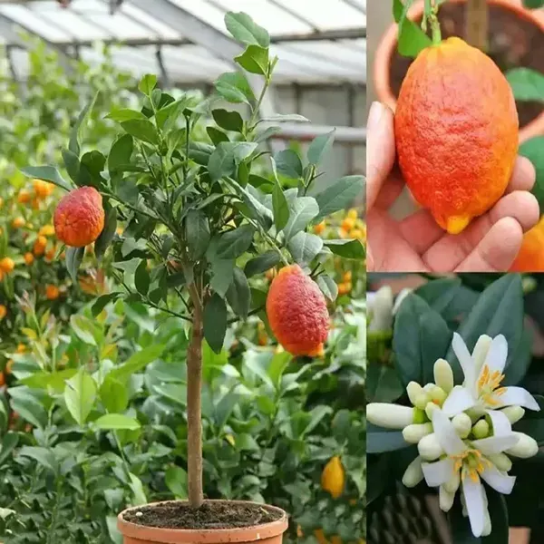 Nimbu_Red_Lemon_Nimbu_Fruit_Grafted_Plants_Tree1_-_2_Feet