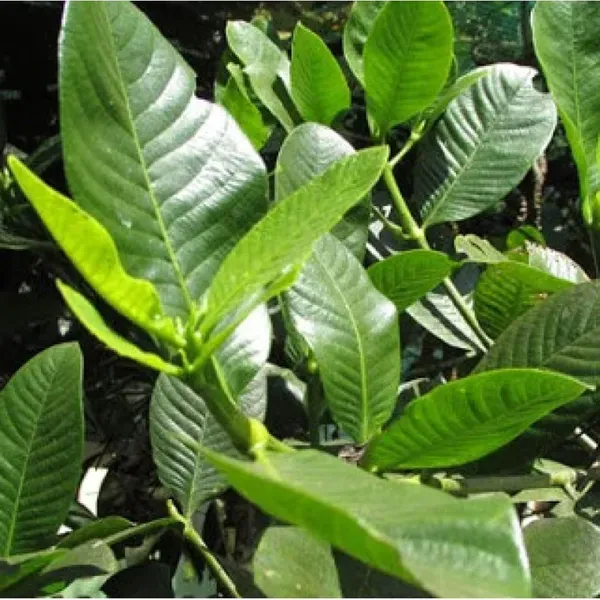 Hing_Spice_Plants_Tree1.5_-_3_Feet