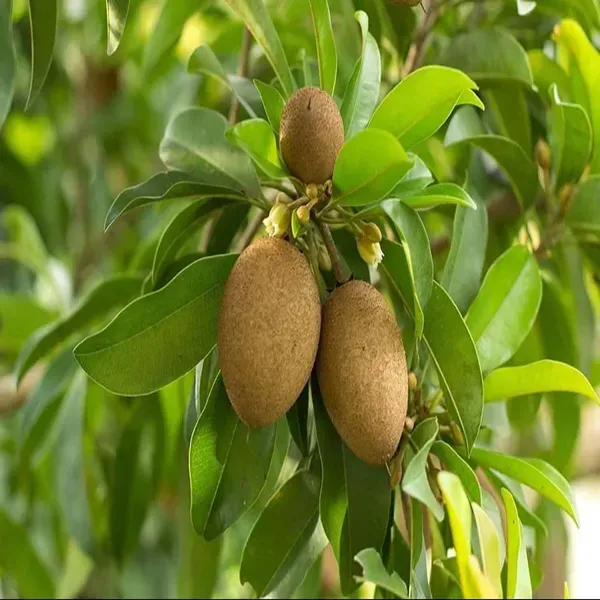 Thai_Kalipatti_Chikoo_Sapota_Grafted_Fruit_Plants_Tree1.5_-_3_Feet