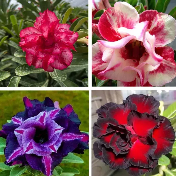 Adenium_Grafted_Flowers_Plant_Pack_Of_4