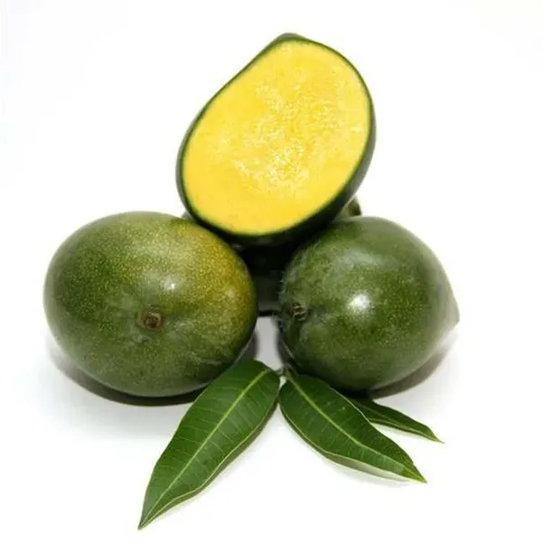 Kalapadi_Mango_Grafted_Aam_Fruit_Plants_Tree1.5_-_3_Feet
