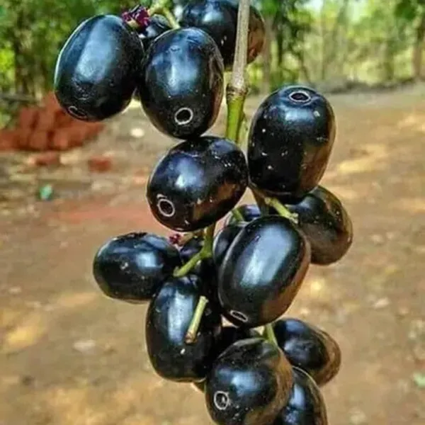 Thai_Kg_10_Black_Jamun_Jambolan_Jam_Grafted_Fruit_Plants_Tree1.5_-_3_Feet