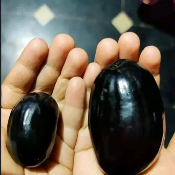 Thai_Kg_10_Black_Jamun_Jambolan_Jam_Grafted_Fruit_Plants_Tree1.5_-_3_Feet