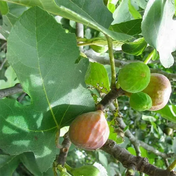 Common_Anjeer_Fig_Fruit_Air_Layering_Grafted_Plants_Tree1_-_2_Feet