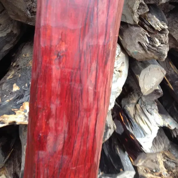 Red_Sandalwood_Chandan_Avenue_Plants_Tree1.5_-_3_Feet