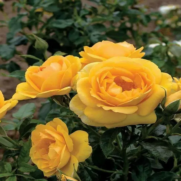 Yellow_Rose_Fragrant_Flower_Plants_Tree1_-_2_Feet