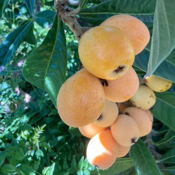 Loquat_Fruit_Plants_Tree1.5_-_3_Feet