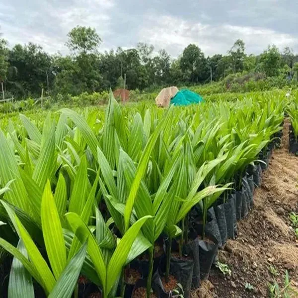 Vtlah_2_Vittal_Hybrid_2_Arecanut_Betel_Nut_Hybrid_Dwarf_Plants_Tree1.5_Feet