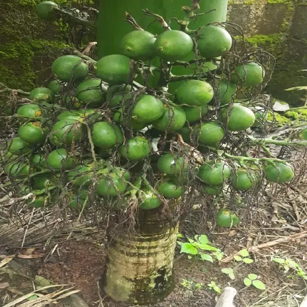 Vtlah_2_Vittal_Hybrid_2_Arecanut_Betel_Nut_Hybrid_Dwarf_Plants_Tree1.5_Feet