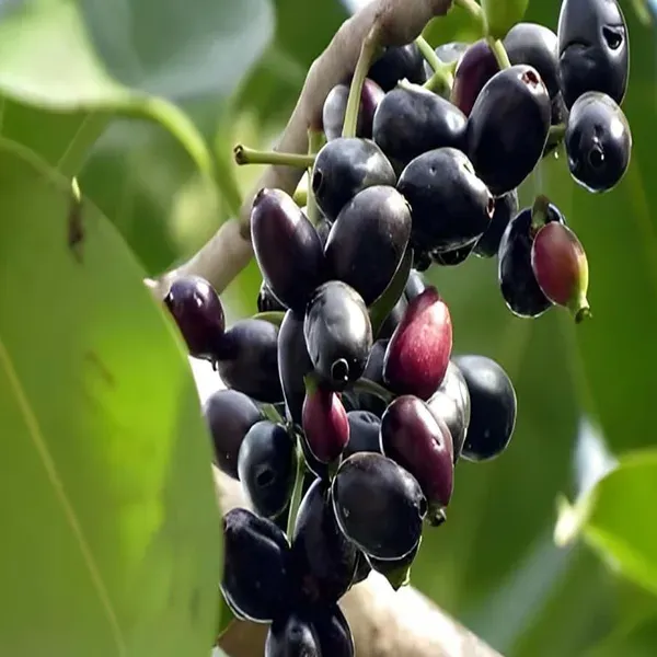 Thai_Black_Jamun_Jambolan_Grafted_Jam_Fruit_Plants_Tree1.5_-_3_Feet