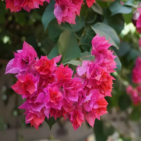 Pink_Colour_Bougainvillea_Kagoj_Ful_Shrubs_Flower_Plants_Tree1_-_2_Feet