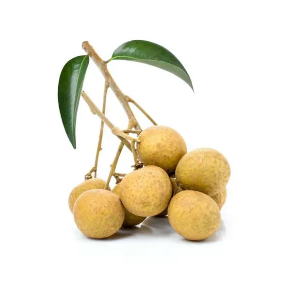 Khaki_Dragon_Eye_Longan_Grafted_Fruit_Plants_Tree1_-_2_Feet