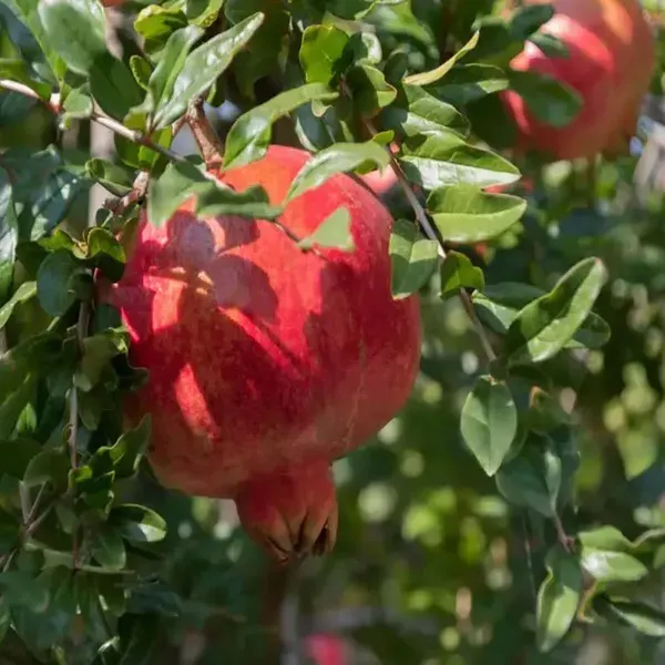 Madhura_Pomegranate_Anar_Fruit_Air_Layering_Grafted_Plants_Tree1.5_-_3_Feet