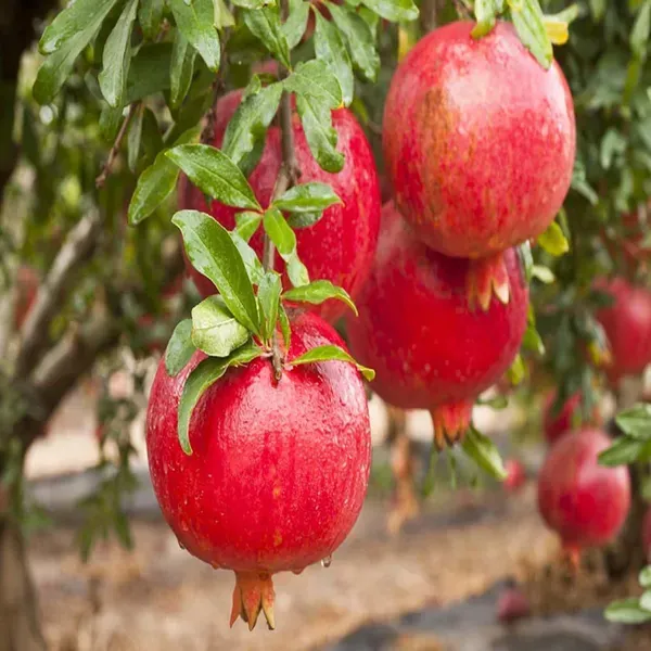 Madhura_Pomegranate_Anar_Fruit_Air_Layering_Grafted_Plants_Tree1.5_-_3_Feet