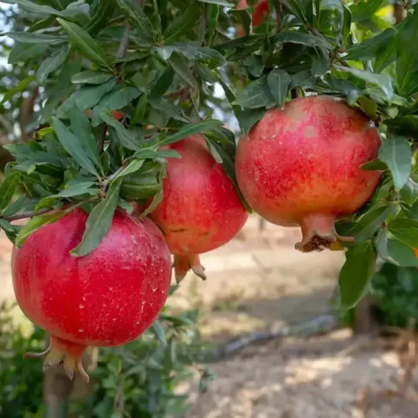 Madhura_Pomegranate_Anar_Fruit_Air_Layering_Grafted_Plants_Tree1.5_-_3_Feet
