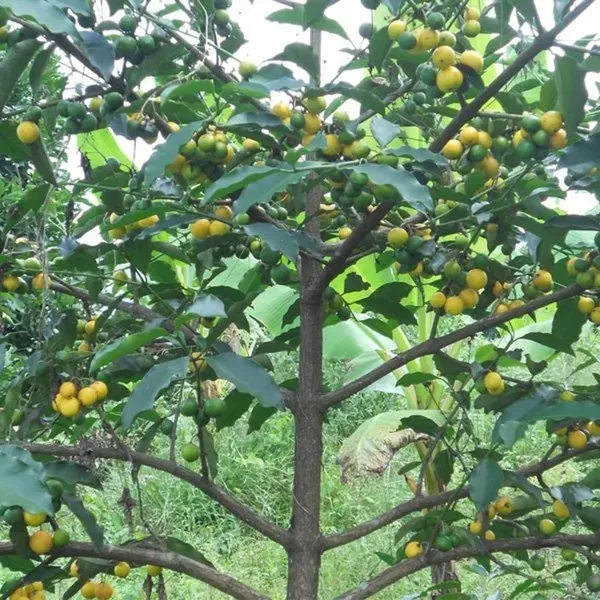 Barabba_Cherry_Mangos_Tree_Fruit_Plants_Tree1_-_3_Feet