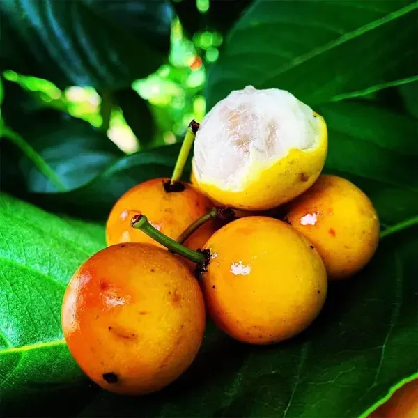 Barabba_Cherry_Mangos_Tree_Fruit_Plants_Tree1_-_3_Feet