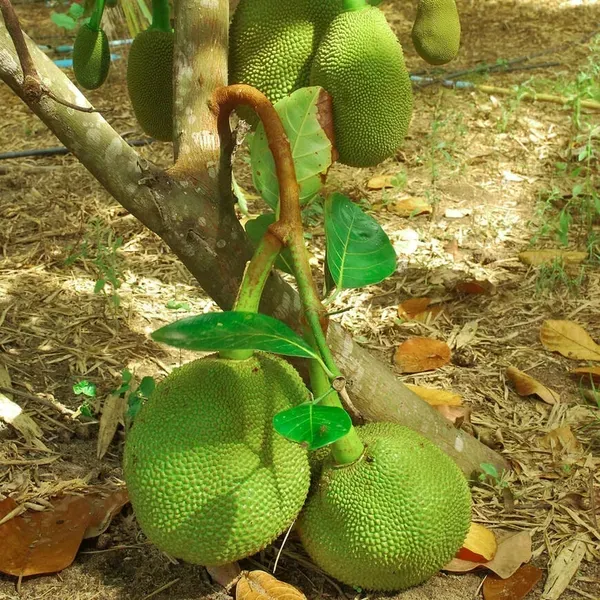 Thai_All_Time_Jackfruit_Varikka_Katahal_Panasa_Chakka_Grafted_Fruit_Plants