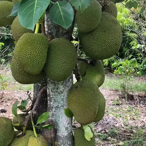 Thai_All_Time_Jackfruit_Varikka_Katahal_Panasa_Chakka_Grafted_Fruit_Plants