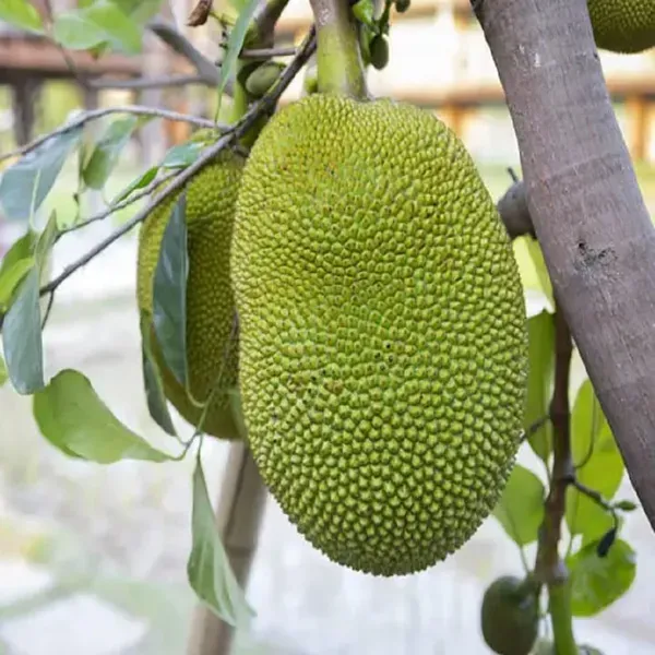 Thai_All_Time_Jackfruit_Varikka_Katahal_Panasa_Chakka_Grafted_Fruit_Plants