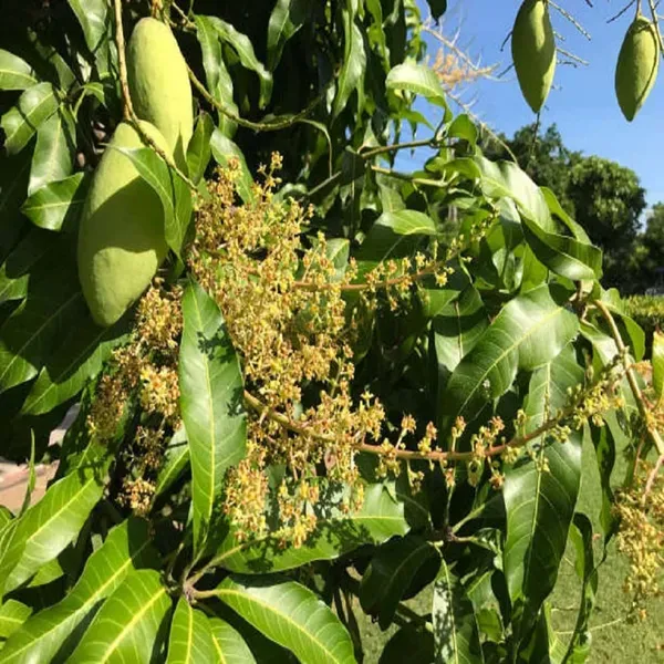 Honeydew_Mango_Grafted_Aam_Fruit_Plants_Tree1.5_-_3_Feet