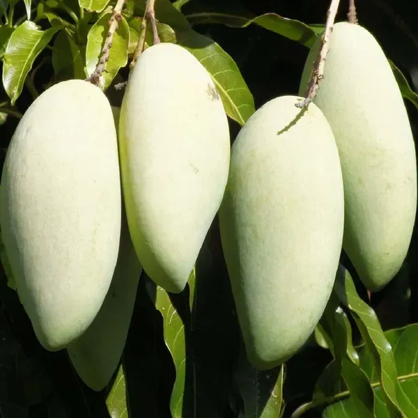 Honeydew_Mango_Grafted_Aam_Fruit_Plants_Tree1.5_-_3_Feet