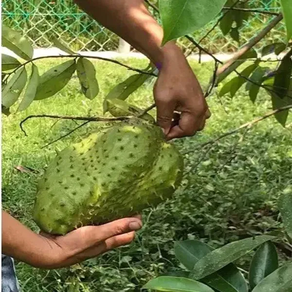 Corossol_Sour_Soup_Lakshman_Fruit_Plant_1.5_-_3_Feet