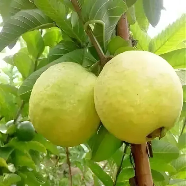 Thai_Golden_8_Guava_Amrood_Fruit_Air_Layering_Grafted_Plants_Tree_1.5_-_3