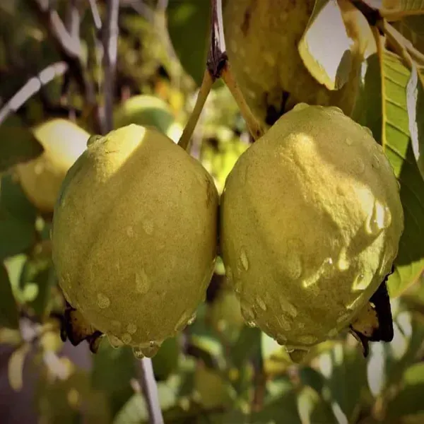 Thai_Golden_8_Guava_Amrood_Fruit_Air_Layering_Grafted_Plants_Tree_1.5_-_3