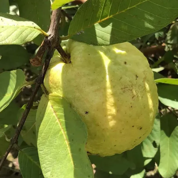 Thai_Golden_8_Guava_Amrood_Fruit_Air_Layering_Grafted_Plants_Tree_1.5_-_3