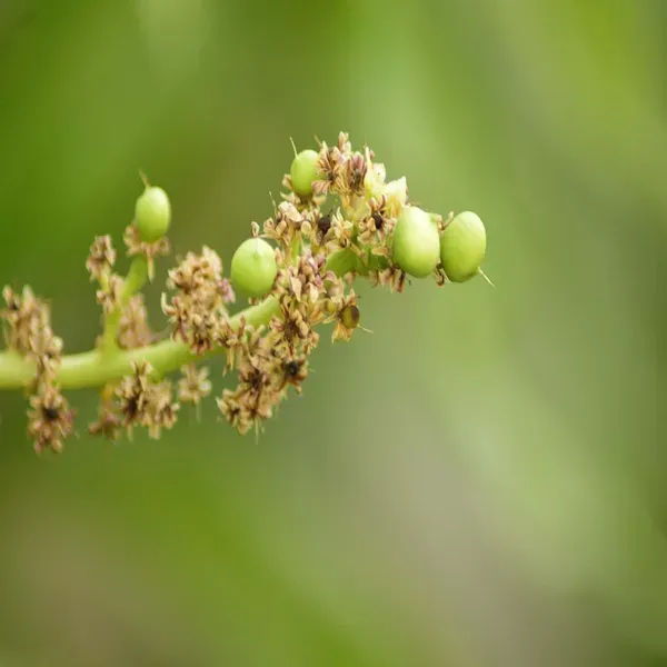 Kohitur_Mango_Grafted_Aam_Fruit_Plants_Tree1.5_-_3_Feet