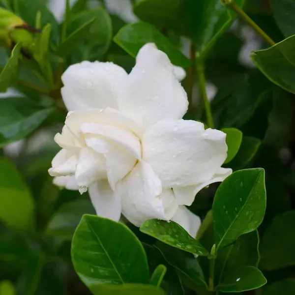 Gardenia_Gandharaj_Cape_Jasmine_Highly_Fragrant_Flower_Shrubs_Plants_Tree