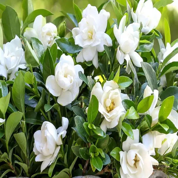 Gardenia_Gandharaj_Cape_Jasmine_Highly_Fragrant_Flower_Shrubs_Plants_Tree