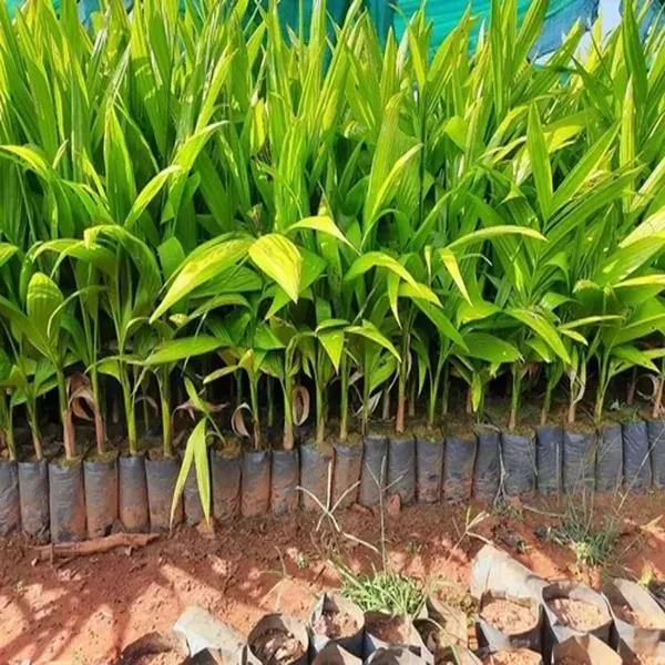 Inter_Mangala_Arecanut_Betel_Nut_Hybrid_Dwarf_Plants_Tree1.5_-_3_Feet