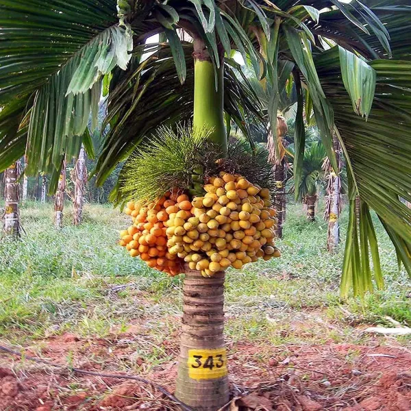 Inter_Mangala_Arecanut_Betel_Nut_Hybrid_Dwarf_Plants_Tree1.5_-_3_Feet