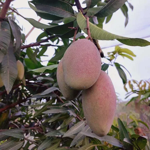 OsTreen_Mango_Grafted_Aam_Fruit_Plants_Tree1.5_-_3_Feet