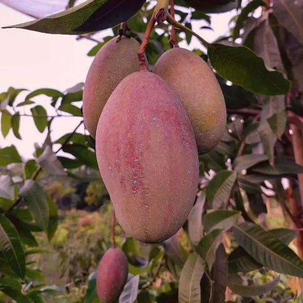 OsTreen_Mango_Grafted_Aam_Fruit_Plants_Tree1.5_-_3_Feet