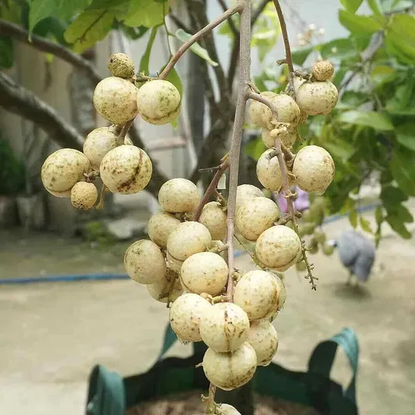 Snow_White_Dragon_Eye_Longan_Grafted_Fruit_Plants_Tree1_-_2_Feet