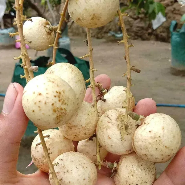 Snow_White_Dragon_Eye_Longan_Grafted_Fruit_Plants_Tree1_-_2_Feet
