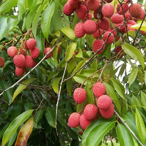 Chinensis_Litchi_Lychee_Fruit_Air_Layering_Grafted_Plants_Tree1_-_2_Feet