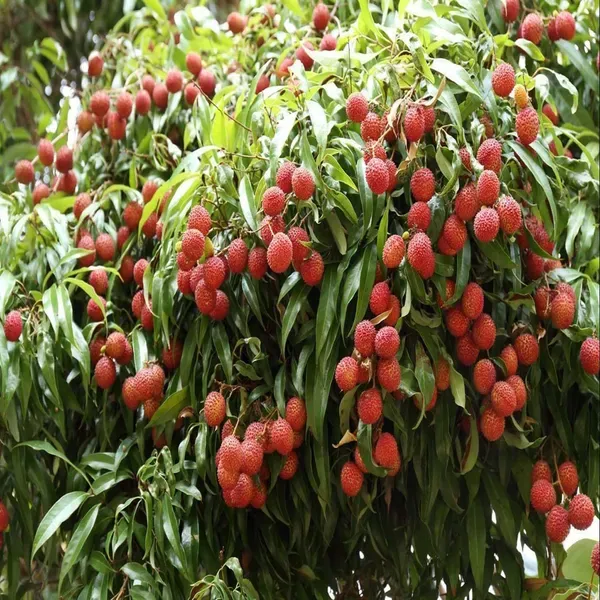 Chinensis_Litchi_Lychee_Fruit_Air_Layering_Grafted_Plants_Tree1_-_2_Feet