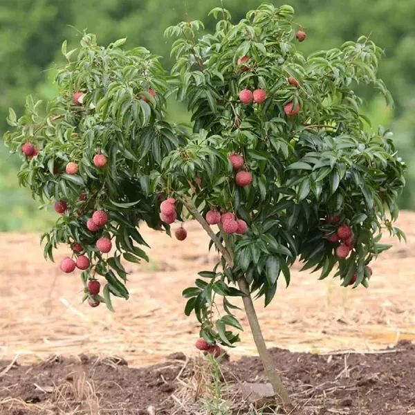 Chinensis_Litchi_Lychee_Fruit_Air_Layering_Grafted_Plants_Tree1_-_2_Feet
