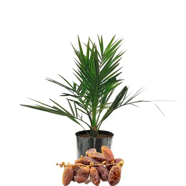 Deglet_Noor_Dates_Palm_Khurma_Khajoor_Arabian_Dwarf_Fruit_Plants_Tree_1.5