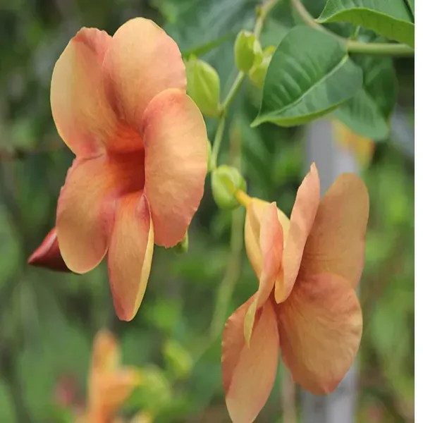 Cream_Colour_Allamanda_Cathartica_Round_The_Year_Flower_Plants_Tree1_-_2_Feet