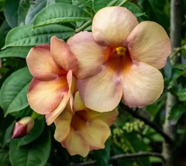 Cream_Colour_Allamanda_Cathartica_Round_The_Year_Flower_Plants_Tree1_-_2_Feet