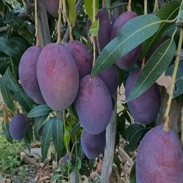 Blue_Mango_Grafted_Aam_Fruit_Plants_Tree1.5_-_3_Feet