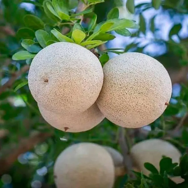 Thai_Wood_Apple_Kot_Bel_Bael_Bilva_Variety_Grafted_Fruit_Plants_Tree_1.5