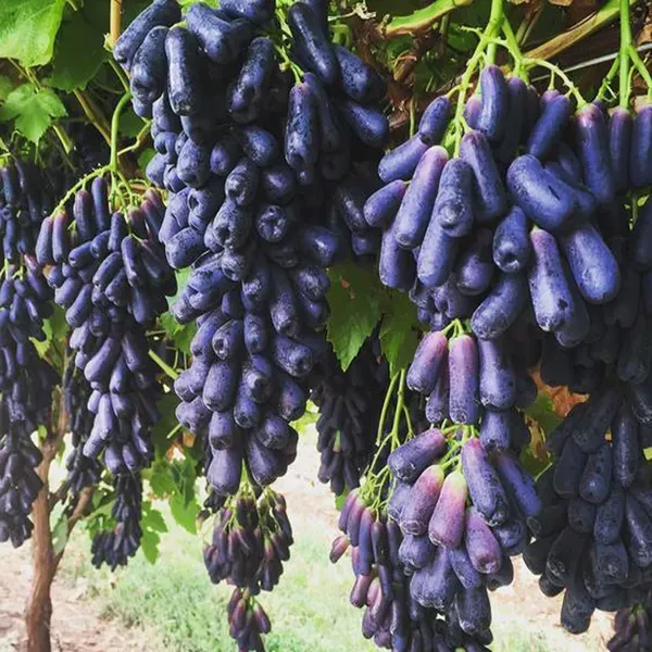 Black_Sharad_Seedless_Grapes_Angoor_Fruit_Air_Layering_Grafted_Plants