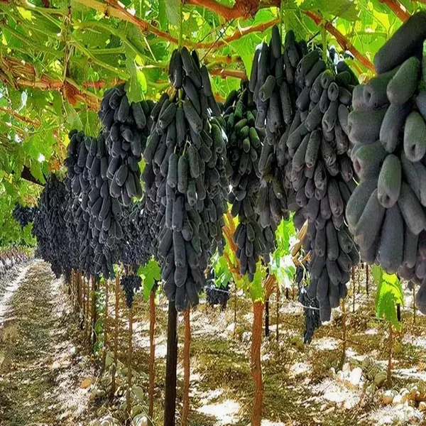 Black_Sharad_Seedless_Grapes_Angoor_Fruit_Air_Layering_Grafted_Plants